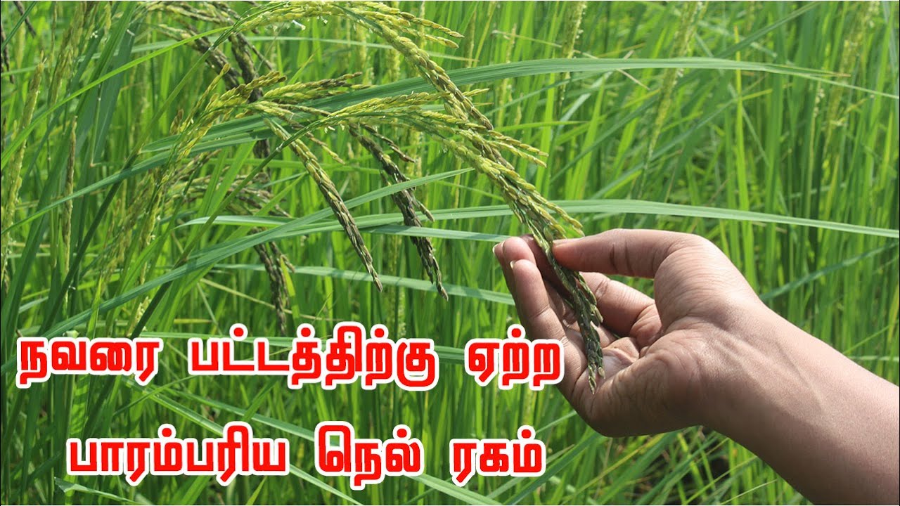 நவரை பட்டத்திற்கு ஏற்ற பாரம்பரிய நெல் ரகம் | நவரைக்கு உயர் விளைச்சல் தரும் ரகம் நெல் navarai season