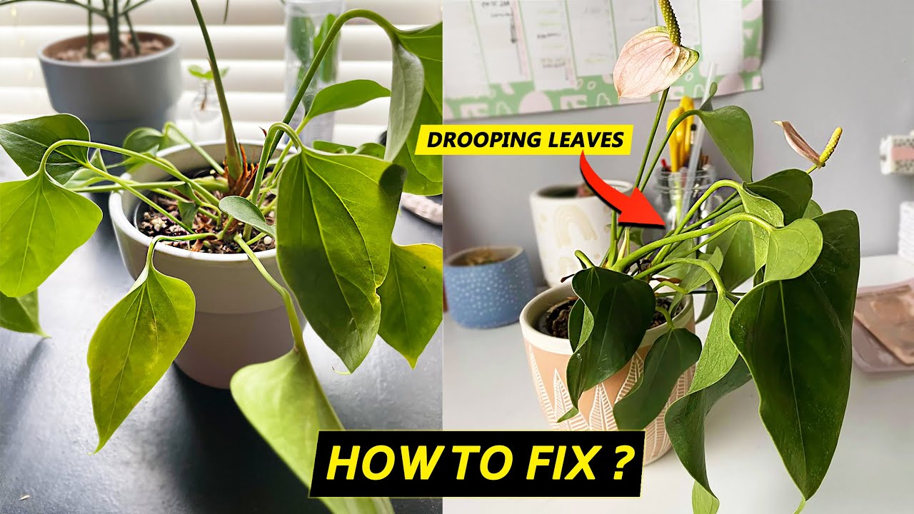 Anthurium leaves drooping ?