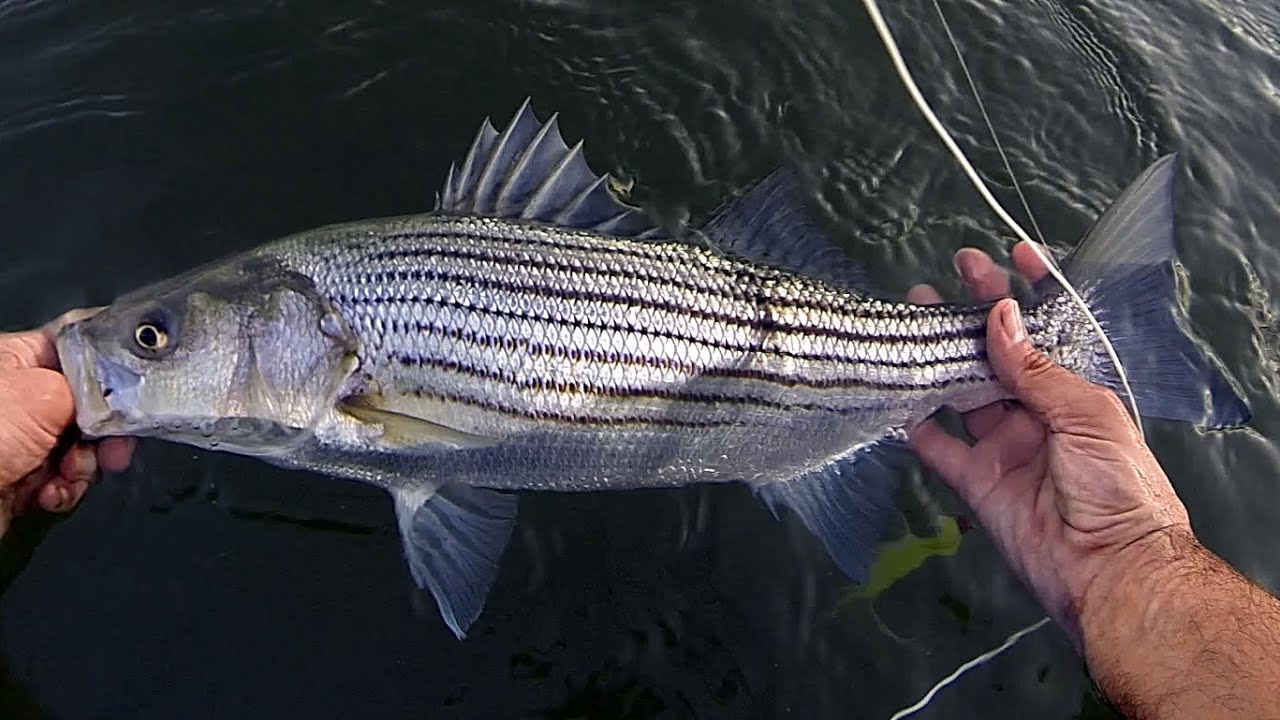 NEW YORK CITY NORTH SHORE - STRIPED BASS FISHING - NYC NY FALL RUN QUEENS STRIPER / STRIPERS