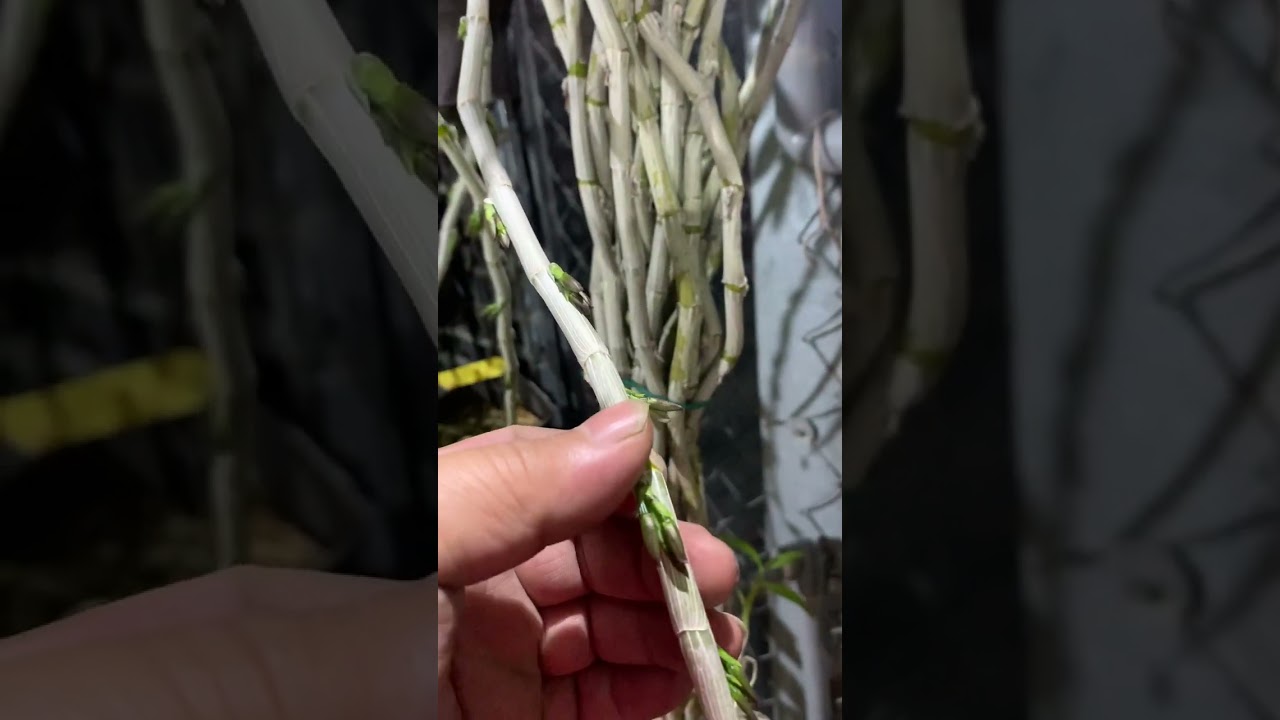 倒吊石斛來花芽時的管理及注意事項
