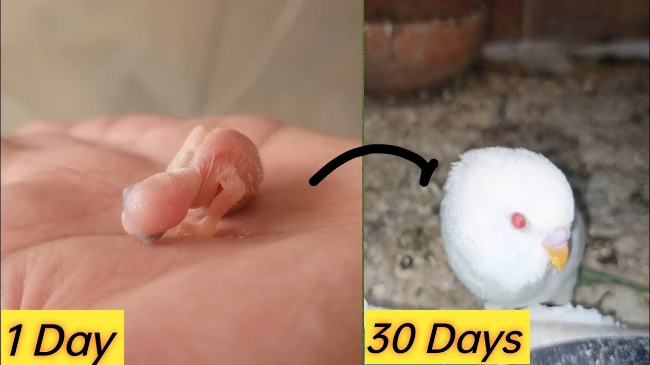 Red Eyes Budgies Growth Stages | 30 Days of Growth | Australian Parrot Growing Up