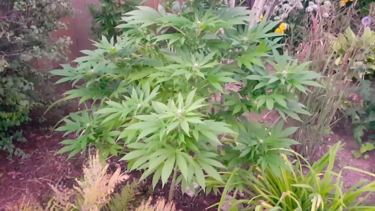 Gorilla Glue Outdoor Grow 2018