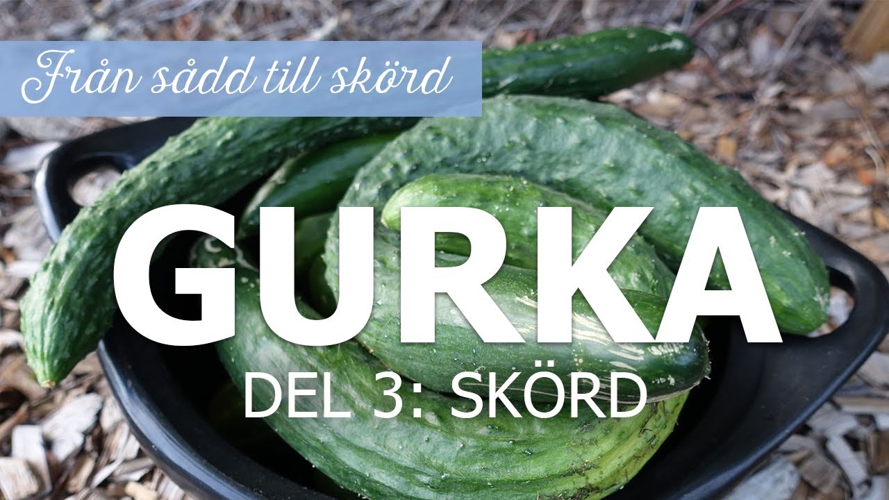 Gurka från sådd till skörd – Del 3: Skörd