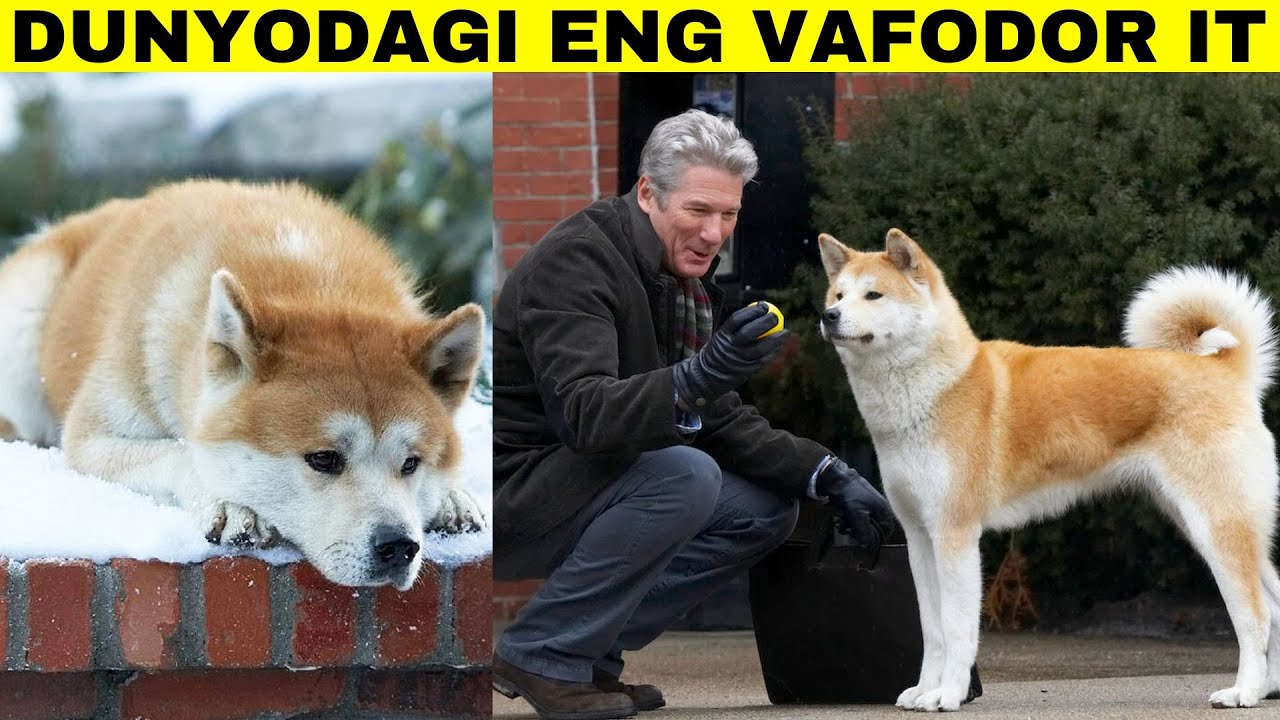 O'Z EGASINI 9 YIL KUTGAN SADOQATLI IT - XATIKO HAQIDA