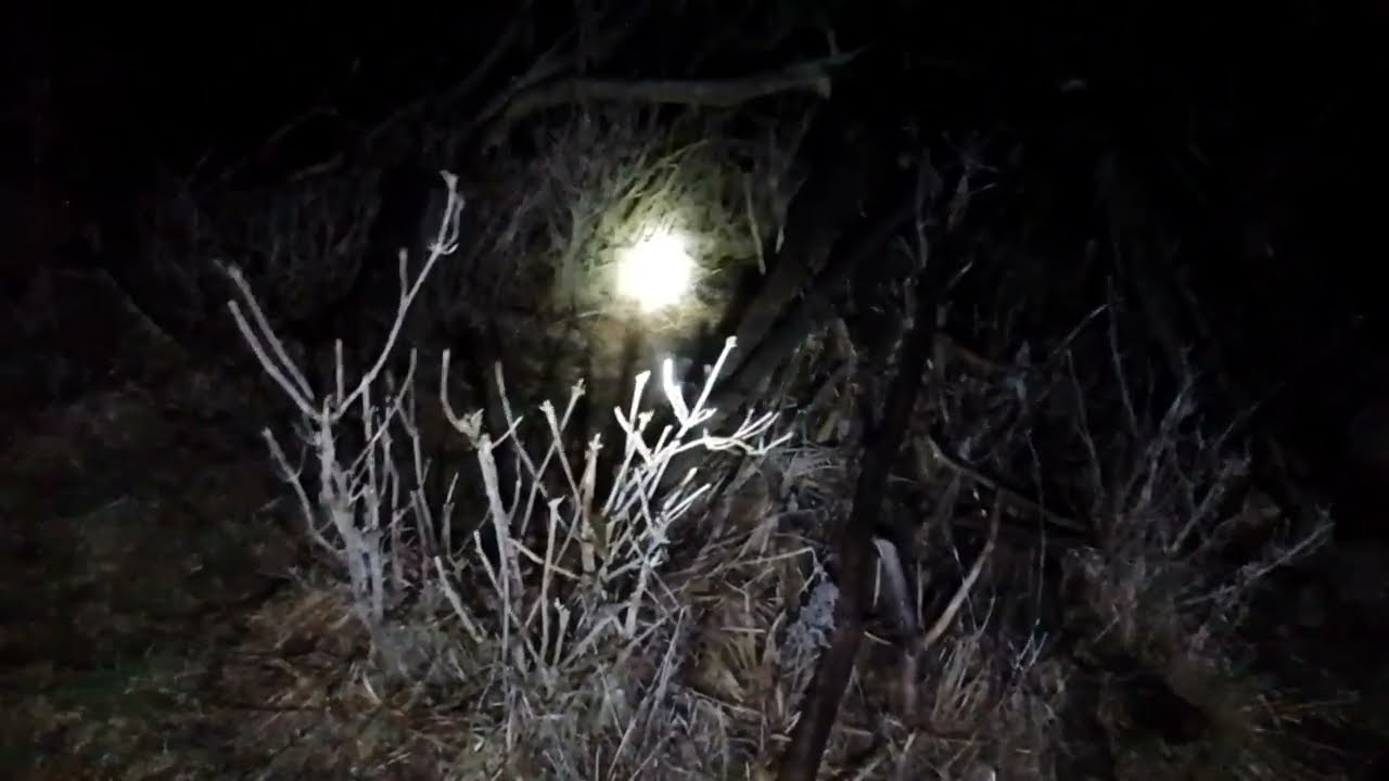 Part 13: quiet environment investigation - original forest.