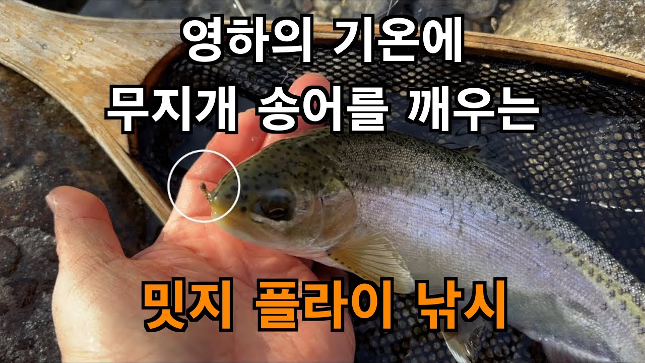 [4K] 2026년 새해 첫 계류 플라이낚시 출조 - #기화천 #동남천 #무지개송어 #밋지 피싱 | The First Fly Fishing Trip in CY2026.