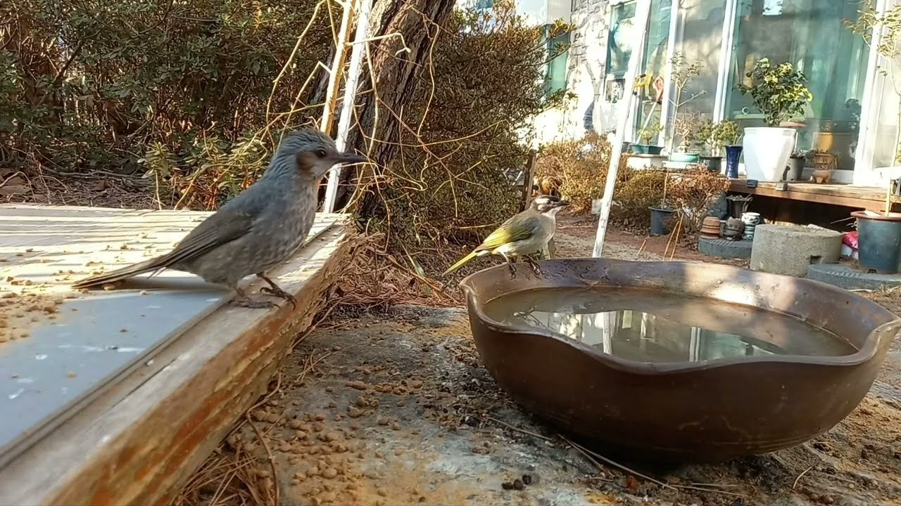 You Won't Believe How Many Birds Showed Up! 🐦🔥  #DailyWings_Korea