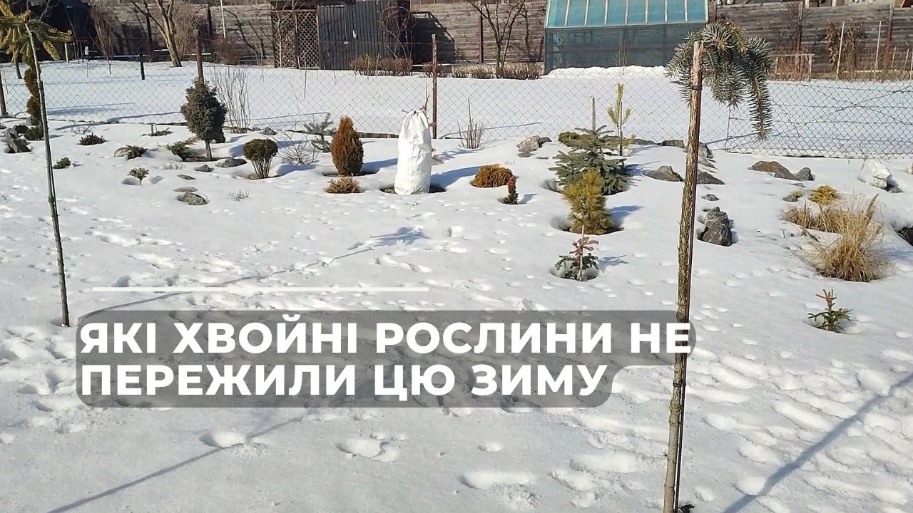 Які хвойні рослини не пережили цю зиму
