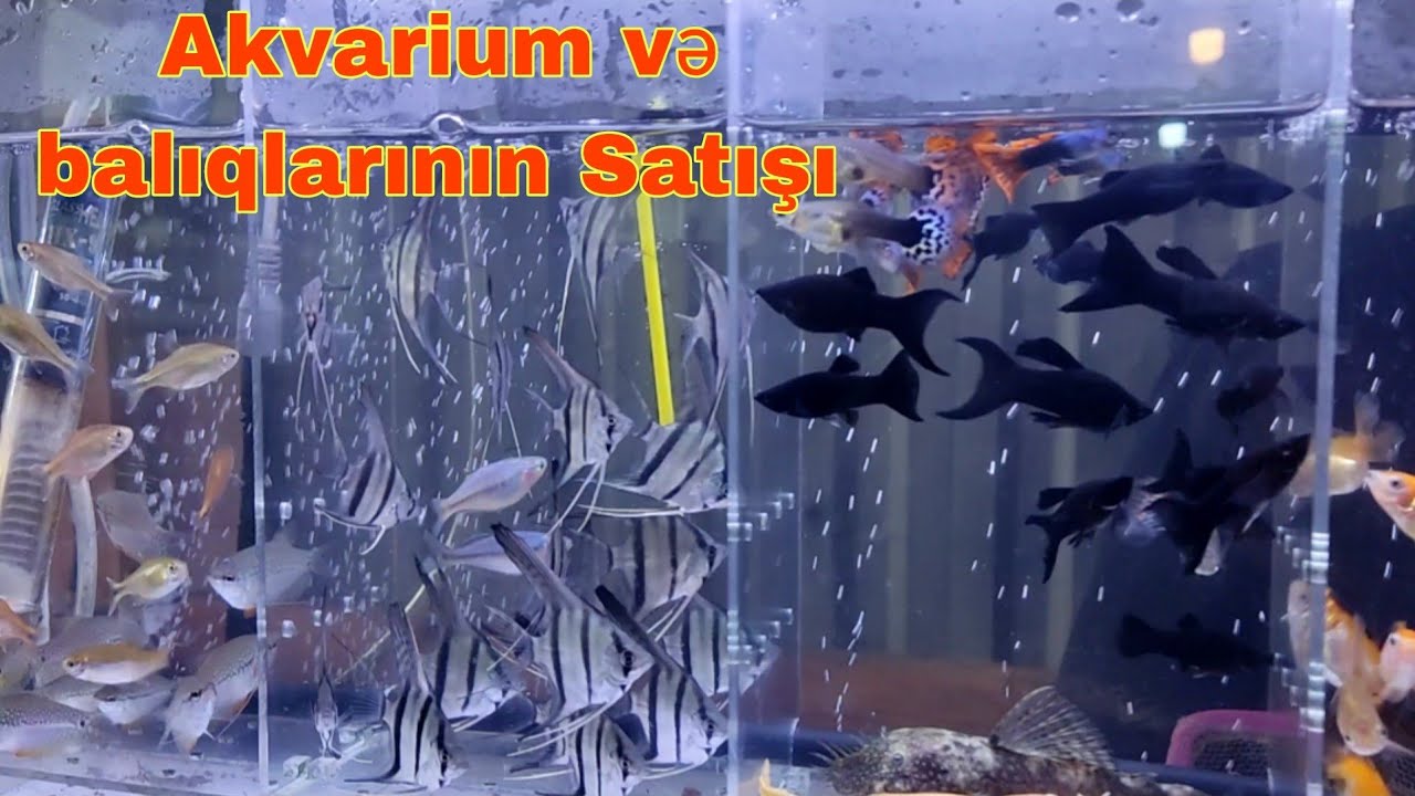Balıq və Akvariumların satışı  təzə bazar #mubarizemintv