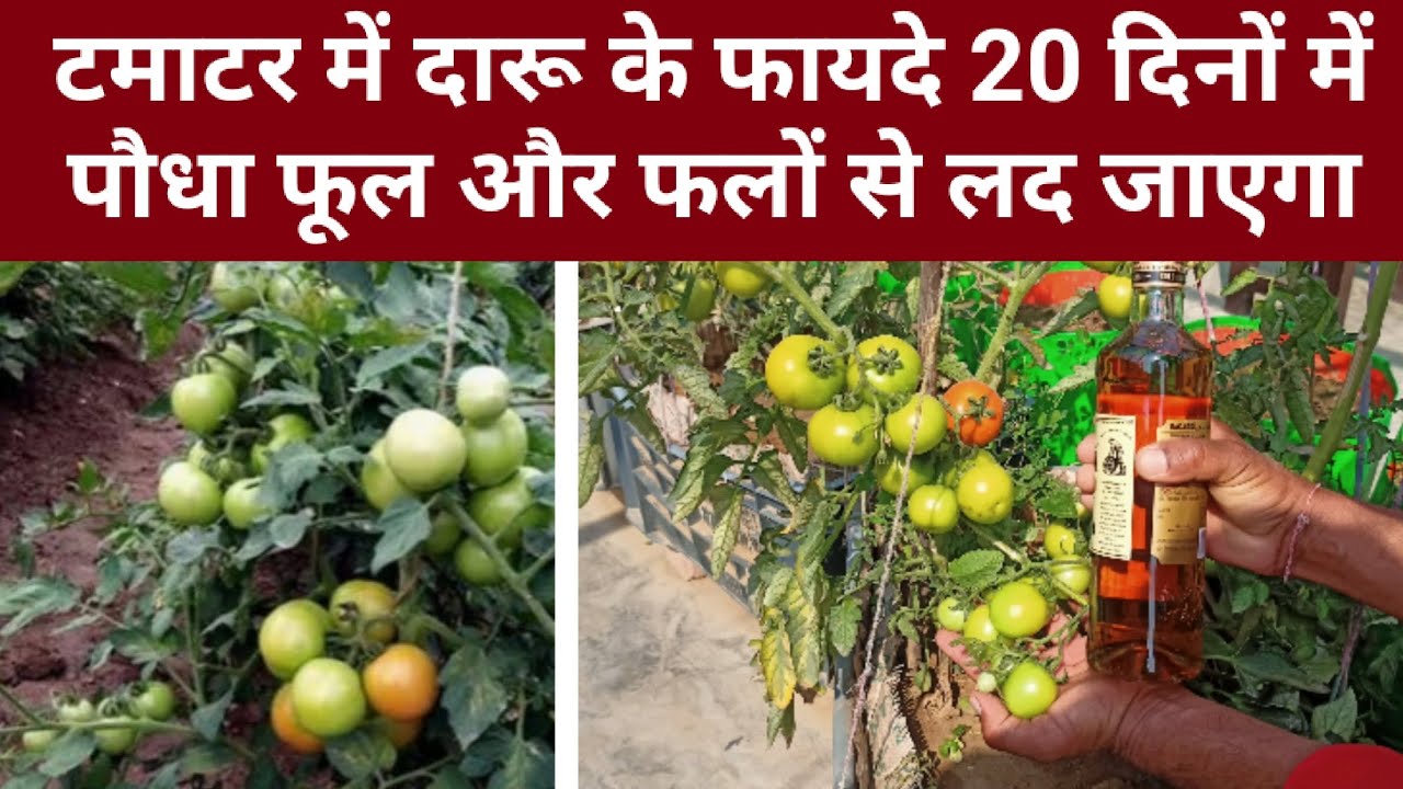 टमाटर में शराब के फायदे 20 दिनों में पौधा फूल और फलों से लद जाएगा। गुच्छों में तोड़ते हुए थक जाओगे।