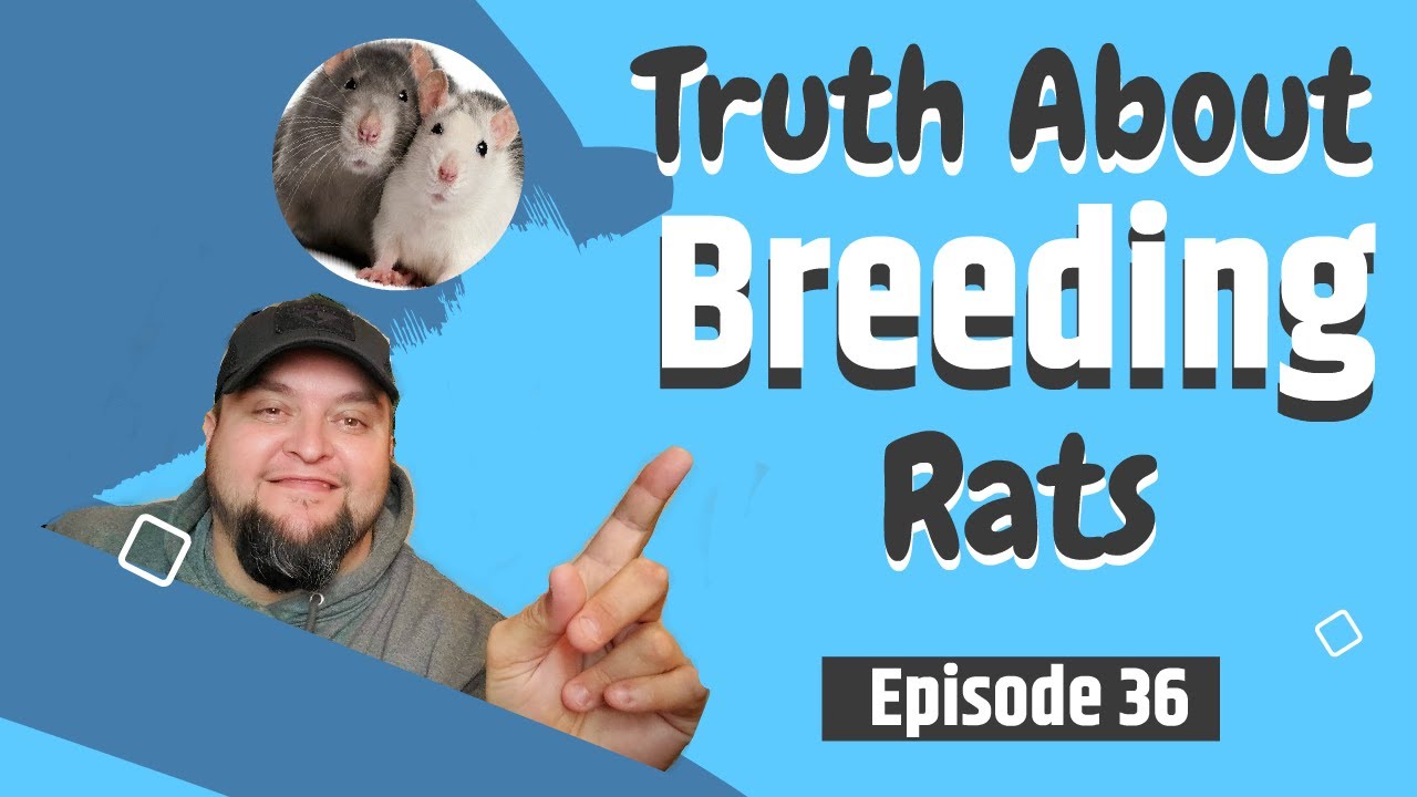 How Much I Make from Breeding Rats!