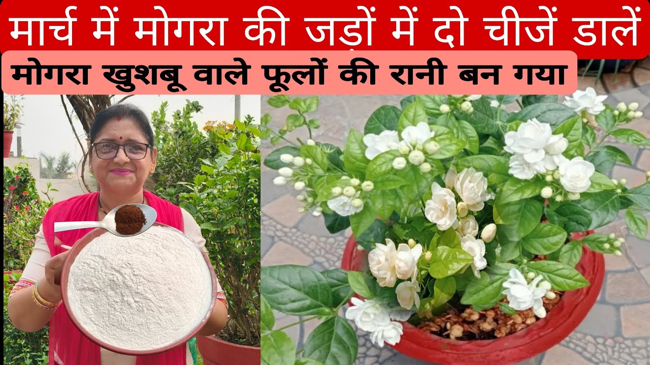 मार्च में मोगरा की जड़ों में दो चीज डालें, how to get maximum flowers on Jasmine plant, organic