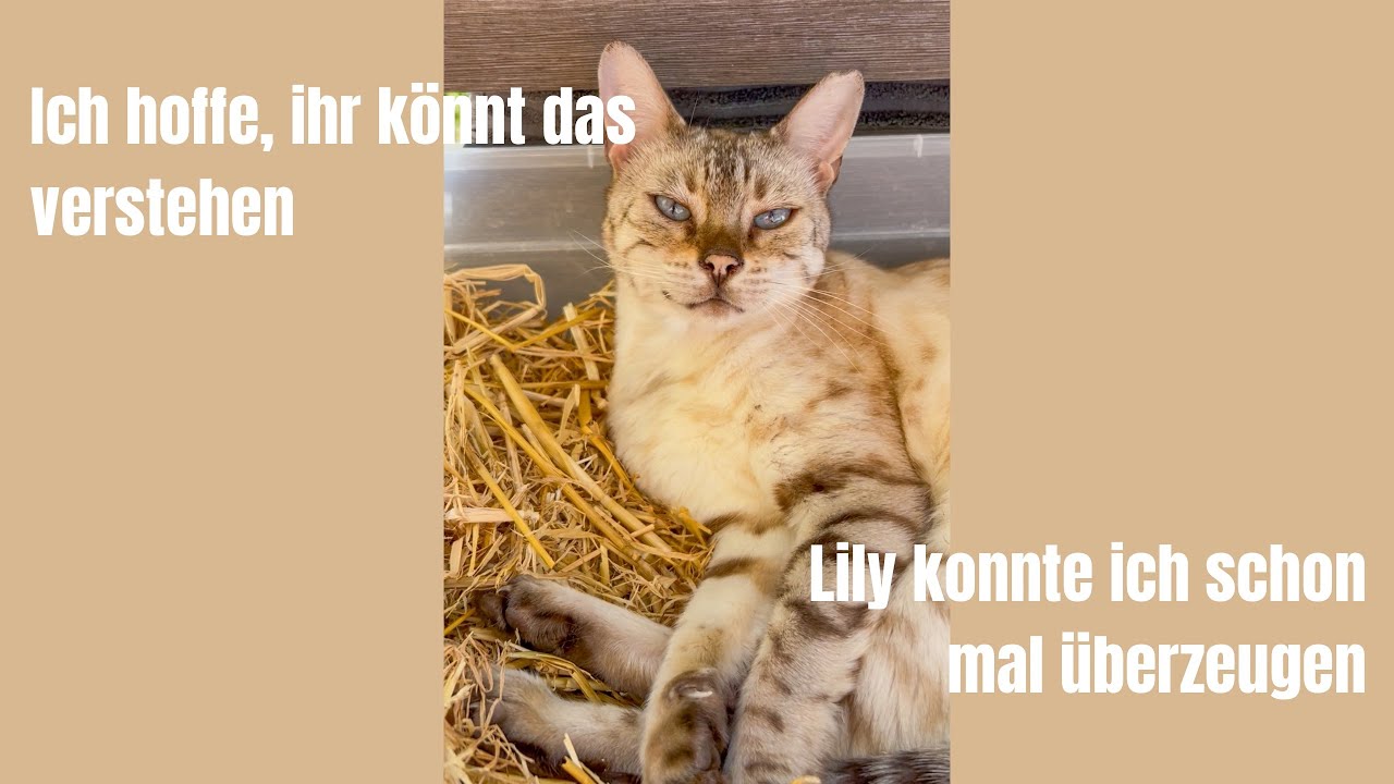 Ich hoffe, ihr k&ouml;nnt das verstehen #katzenvideos #katze #katzenaufyoutube #miau #katzen #bengalkatze