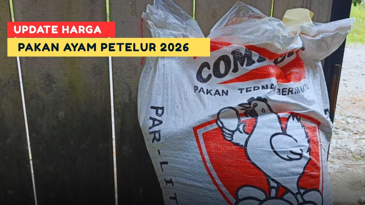 Harga Pakan Ayam Petelur Pabrikan, Update Maret 2026