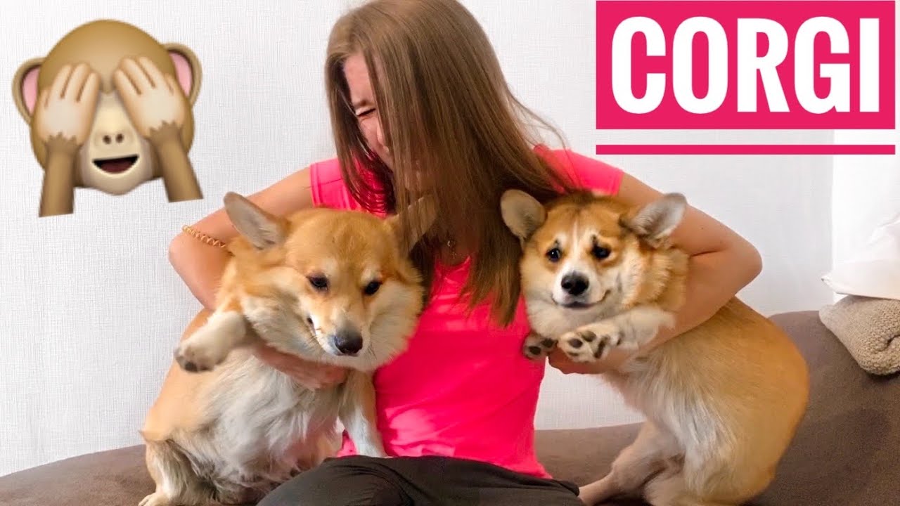 HOW I WALK WITH MY 2 DOGS! 😁Paws  Wash /welsh corgi