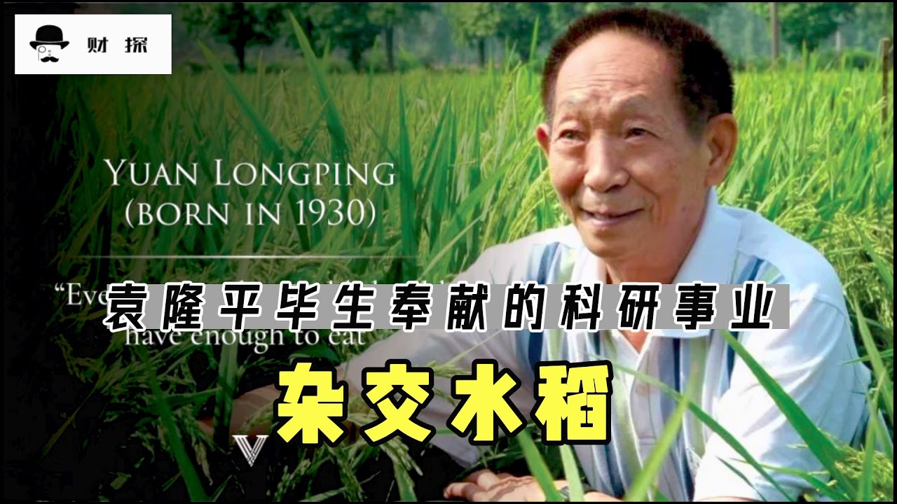 要真正缅怀袁隆平老先生，就必须了解他毕生奉献的科研事业——杂交水稻