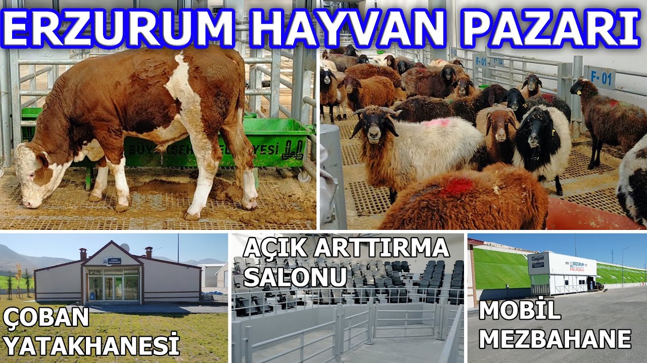 ERZURUM HAYVAN PAZARI | AVRUPADA BÖYLE GELİŞMİŞ PAZAR YOK !!!