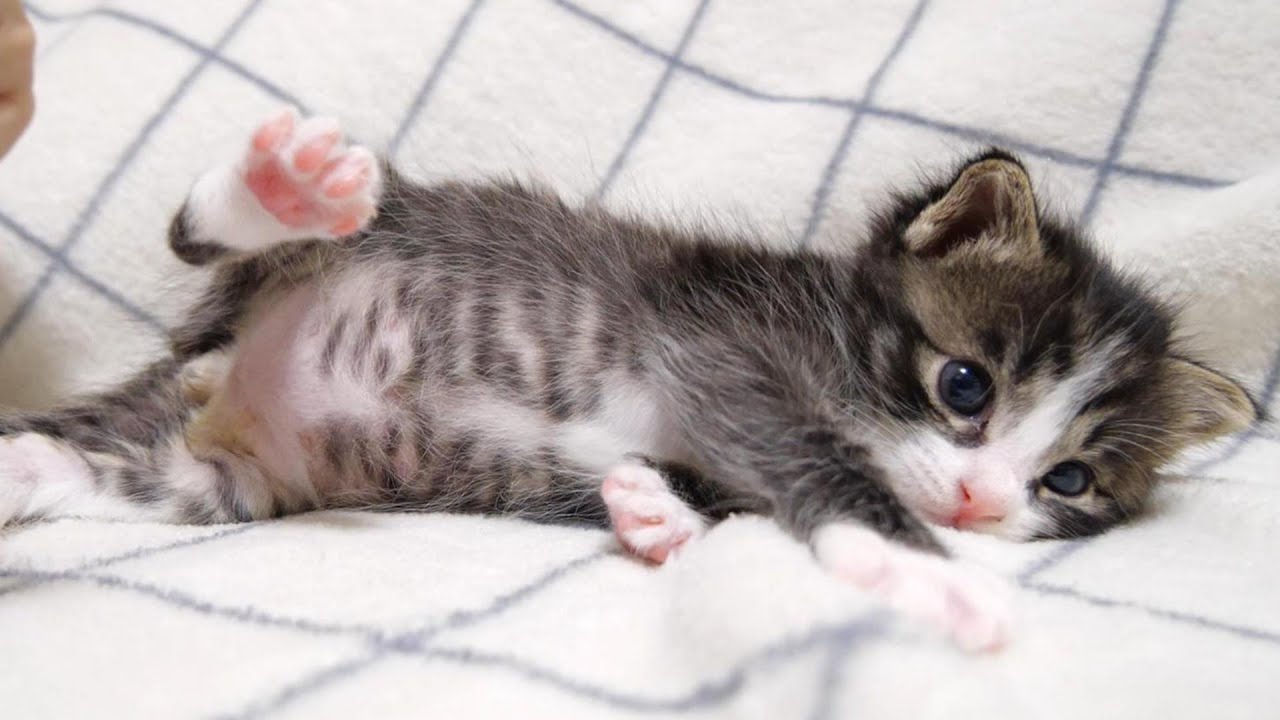 ミルクをおねだりする赤ちゃん子猫がおじさんを起こそうと頑張ってみる？【赤ちゃん猫　保護猫】