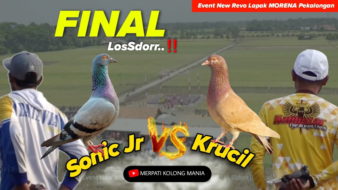 FINAL LosSdorr ‼️ KRUCIL Halilintar VS SONIC JR Batavia || Event New Revo Lapak Morena Pekalongan