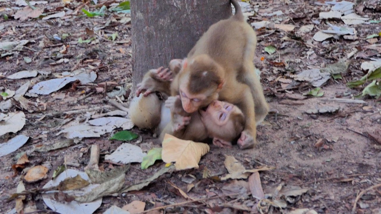 Baby monkey Leo play with baby monkey Lucy