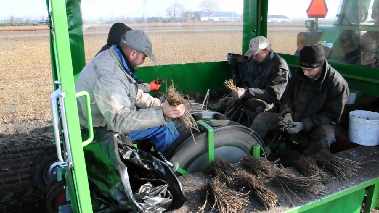 Jan H. Kloosterhuis basrijs plantmachine