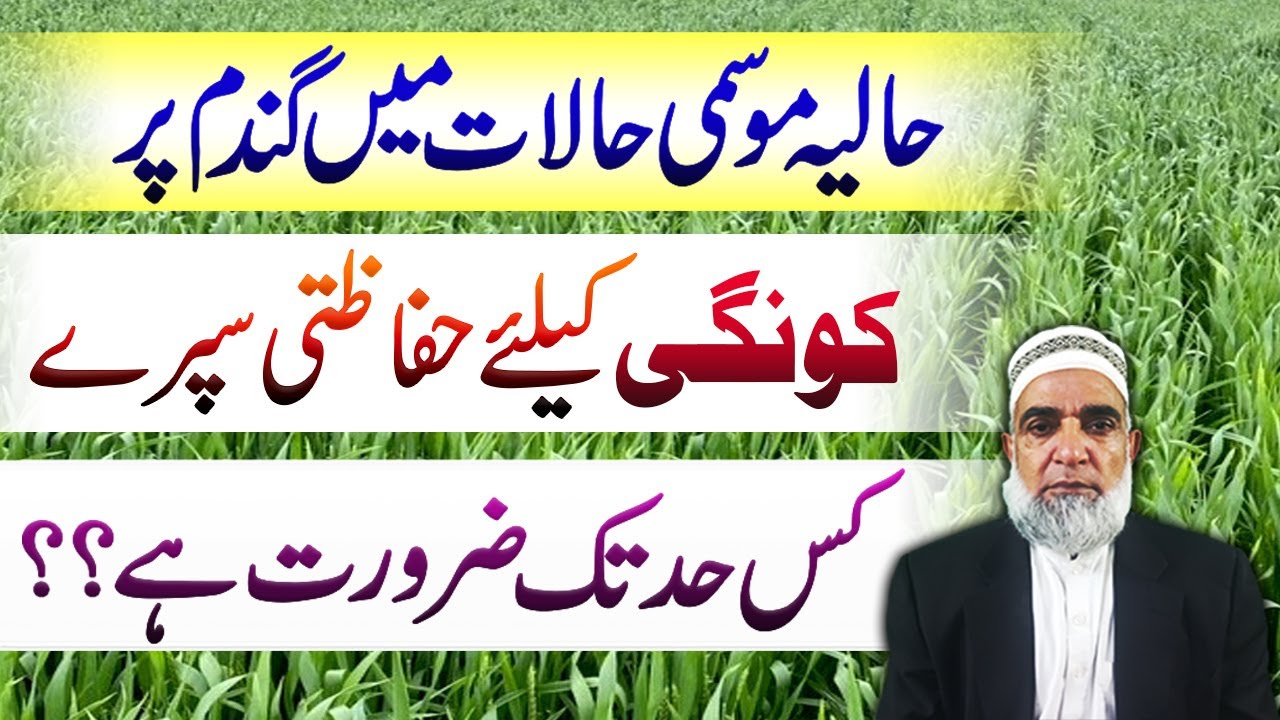 Is there need of preventive spray for Rust in wheat crop this year || Crop Reformer