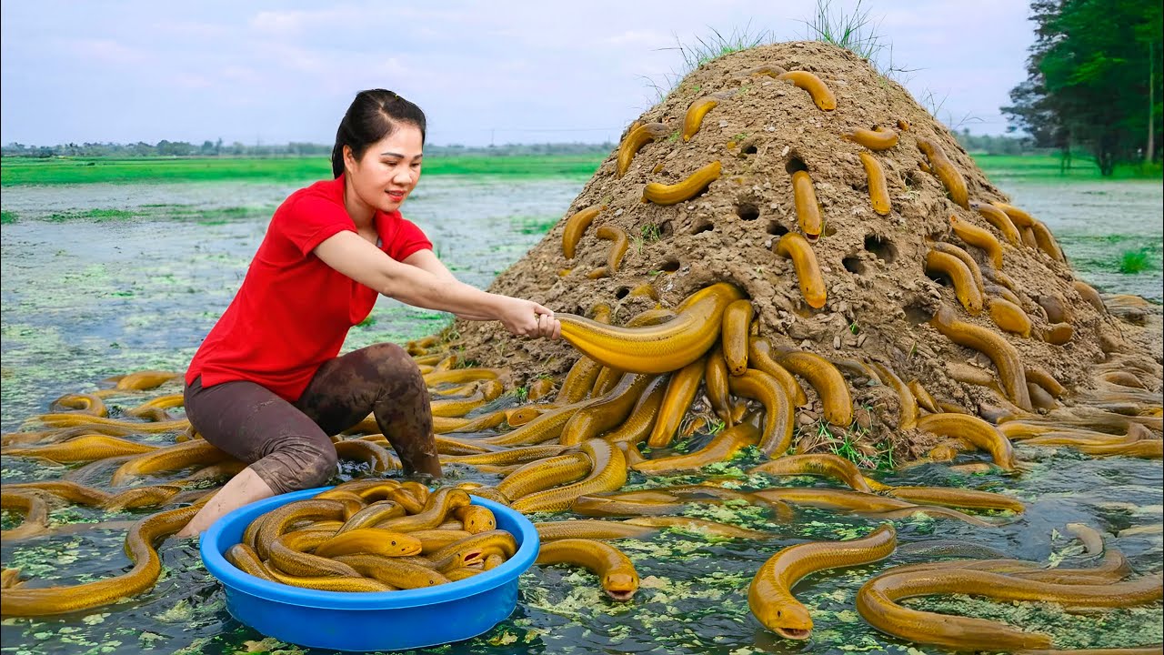 Harvesting 1000kg+ of giant rotten eels & Go To Market Sell - The eel nest contains thousands