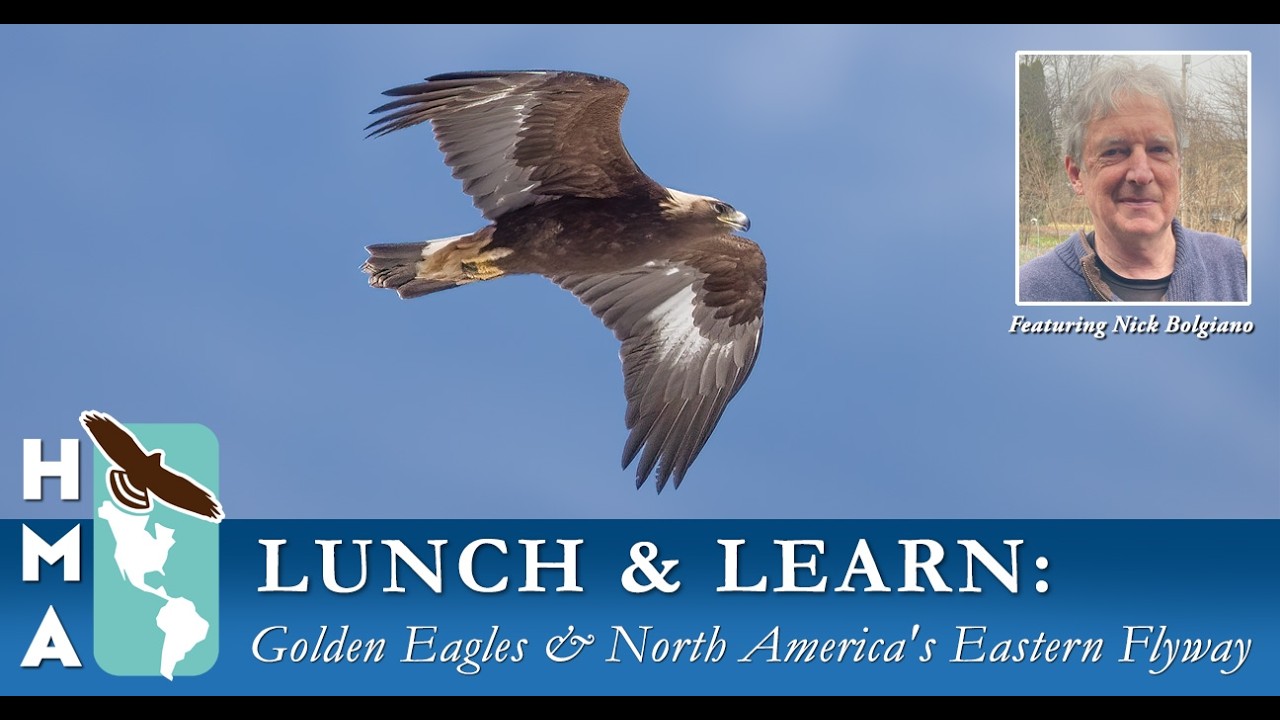 HMA Lunch & Learn Series, Golden Eagles and North America's Eastern Flyway