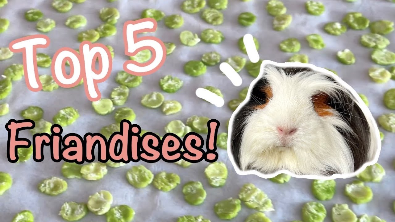 Mon top 5 de friandises pour cochons d’Inde! Saines et délicieuses!