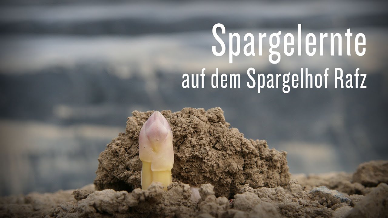 Spargelernte in Rafz