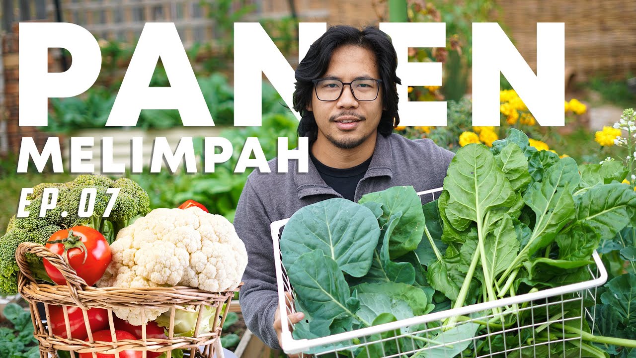Panen Berbagai Macam Sayur (Tomat, Cabai, Kembang Kol, dll) Dari Pekarangan Rumah- Bekebun Ep. 07