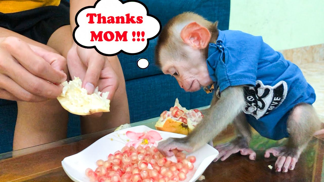Monkey Bin was excited when his mother peeled fruit for monkey Bin