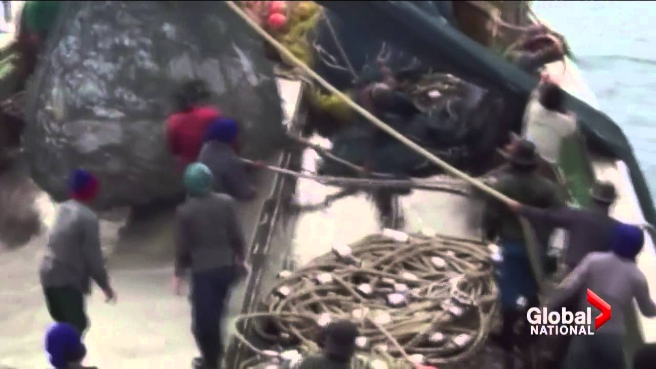 Fish trade slavery ring exposed in Indonesia