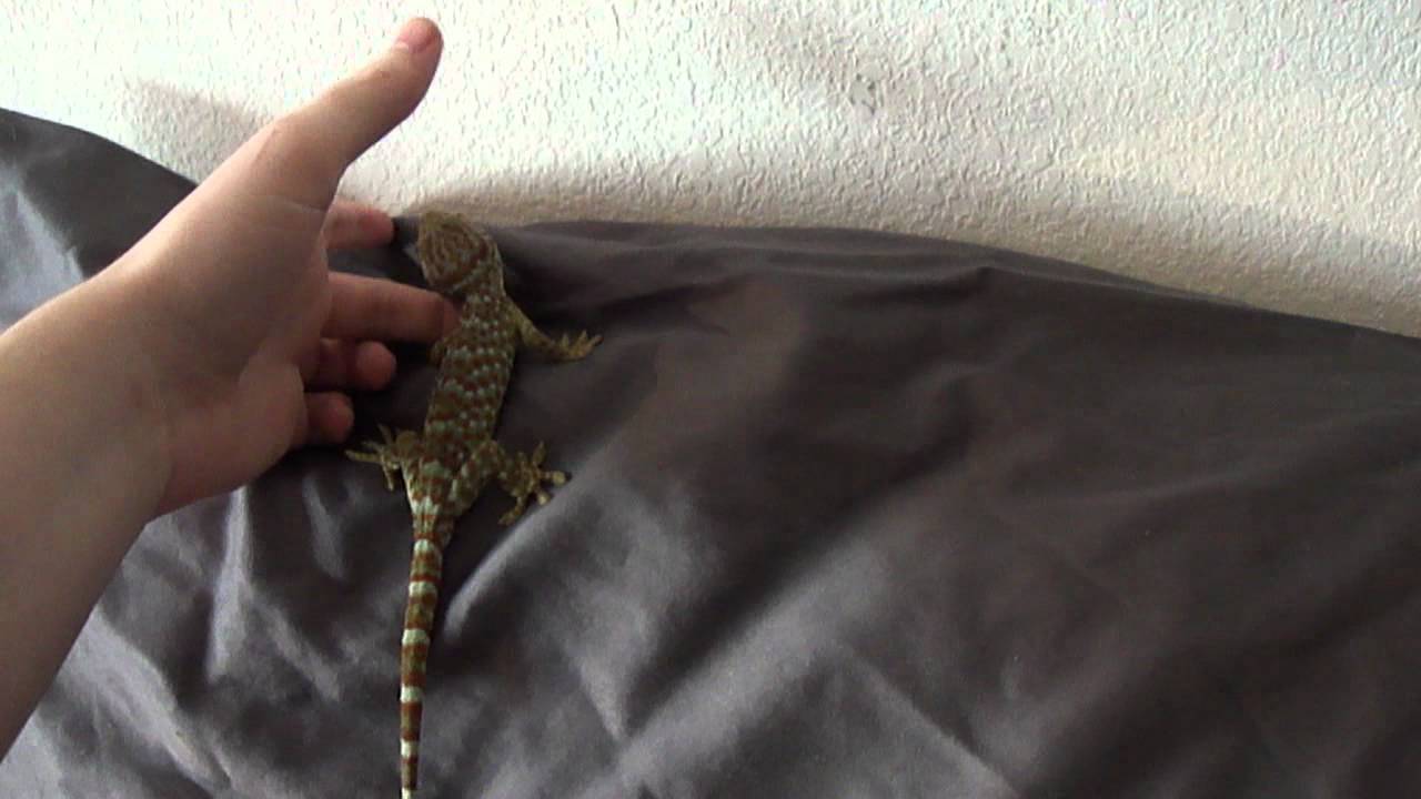 Docile Tokay gecko handling