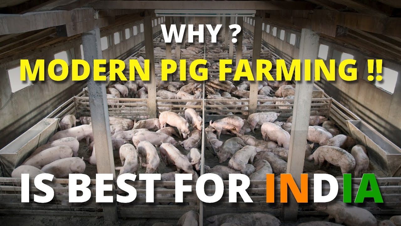 Why Modern Pig farming is Best for INDIA ? आधुनिक सूअर पालन भारत के लिए सर्वोत्तम क्यों है ? #pig