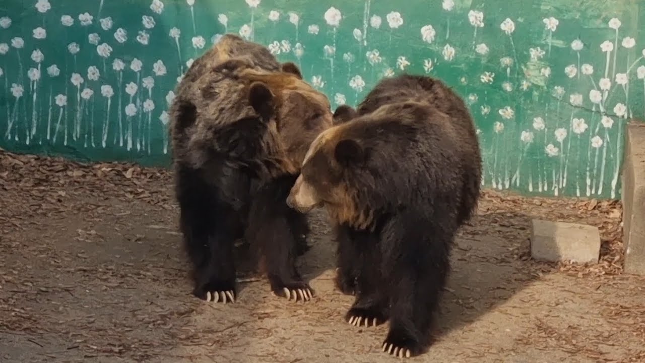 향이랑 청이 이런 모습 처음이야 #에조불곰 #Bear #달성공원 