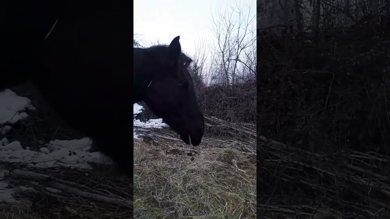 )))) She is wicked #funny #comedy #comedia #reallife #horse #animals #wicked