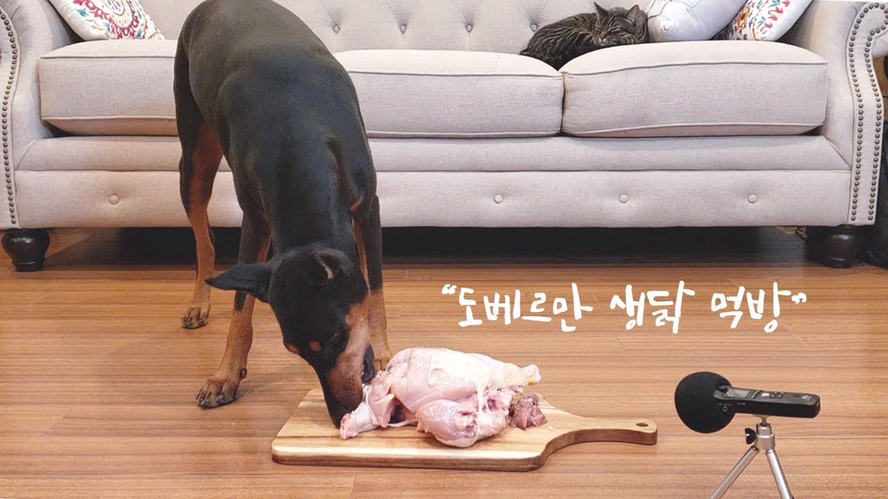 도베르만 생닭 먹방 ASMR