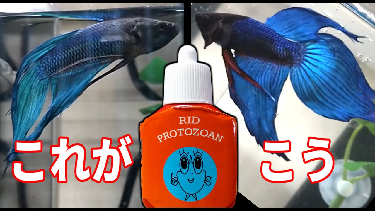 ふざけた見た目の❝神❞SUMA【RID PROTOZOAN】ベタのヒレのトラブル・癒着、ぷっかり病、殺虫・駆虫に