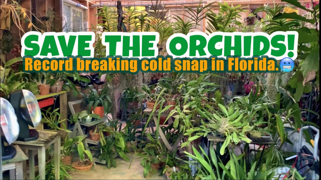 Save the orchids from cold snaps. I had to come up with a way to protect them. Come see what I did.