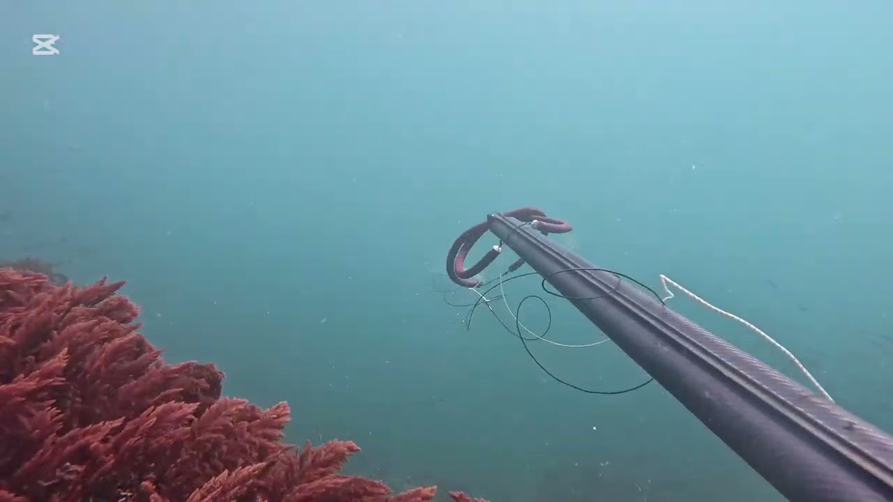PESCA SUBMARINA LUBINAS