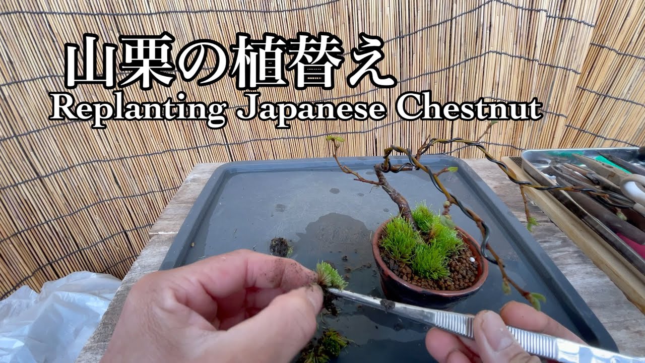山栗の植え替え／Replanting Japanese Chestnut