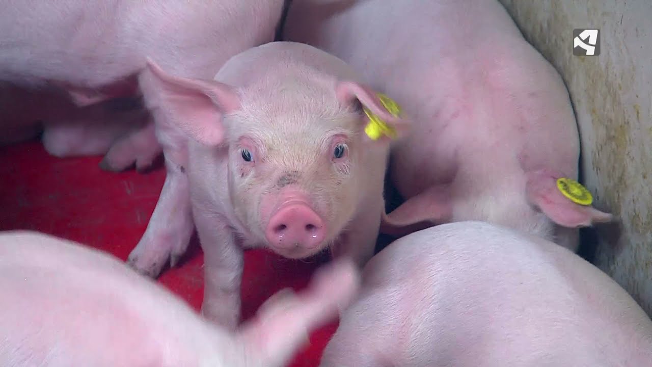 Los retos del sector porcino