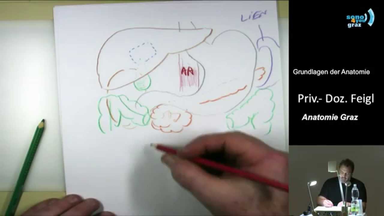 Anatomische Grundlagen I - Priv.-Doz. Dr. Georg Feigl