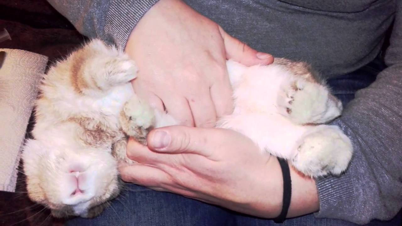 EC-Kaninchen Rambo Massage