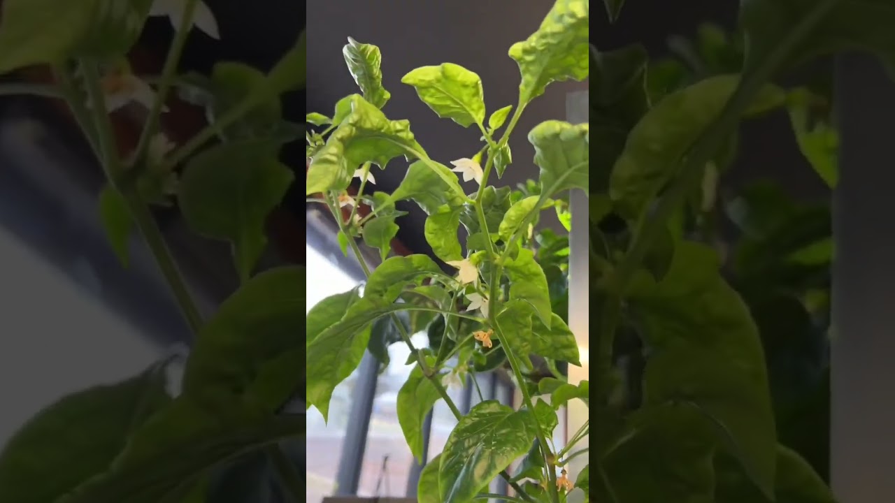 Why Aeroponics Rocks!