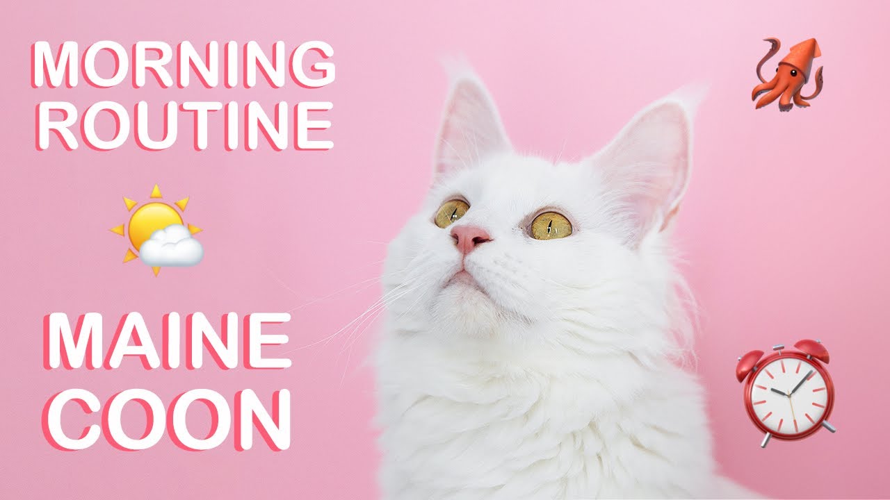 MAINE COON CAT | Morning routine 101