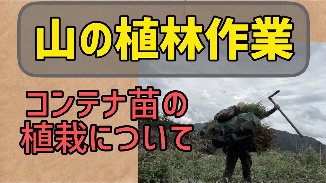 山の植林作業、コンテナ苗について