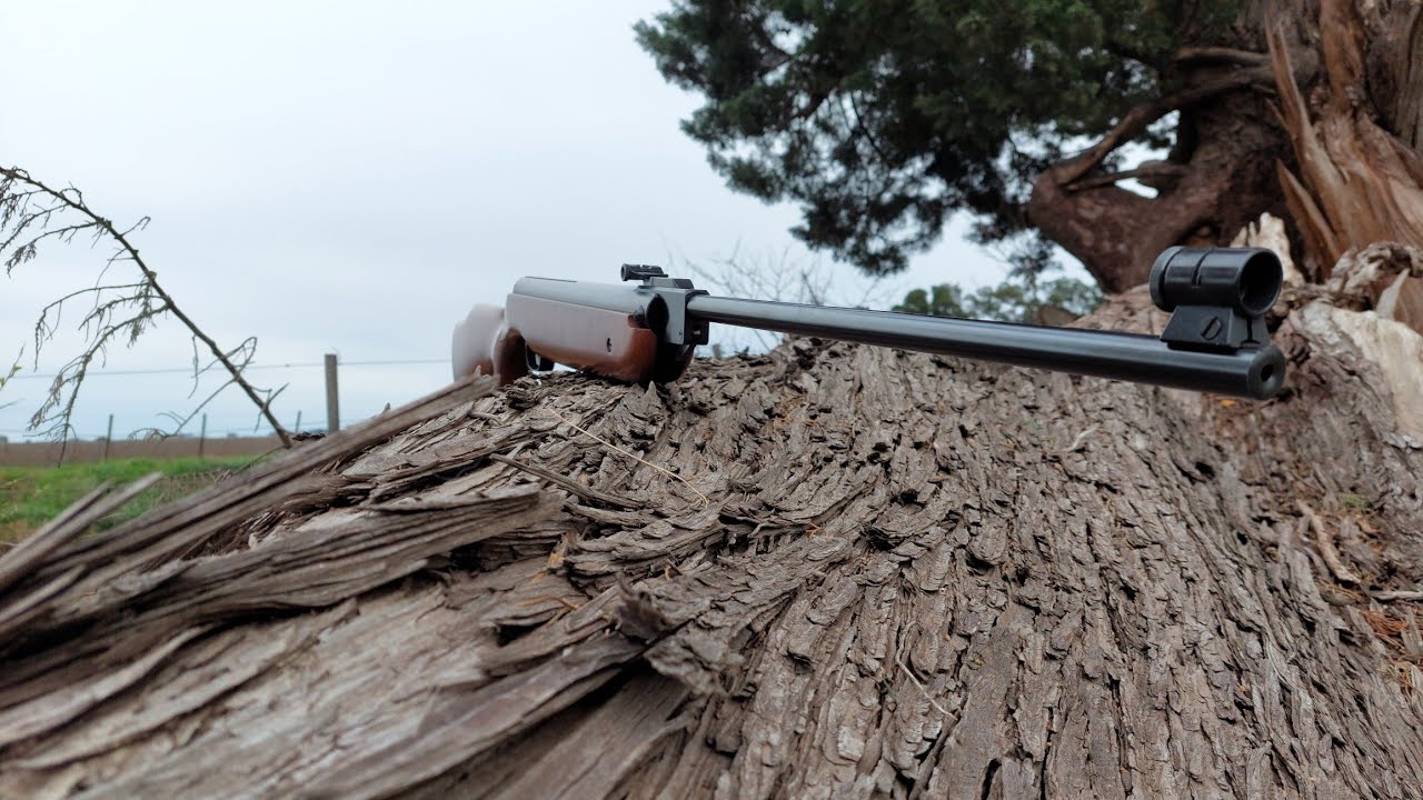 Caza Con Rifle Aire Comprimido 4.5 Weihrauch hw80 