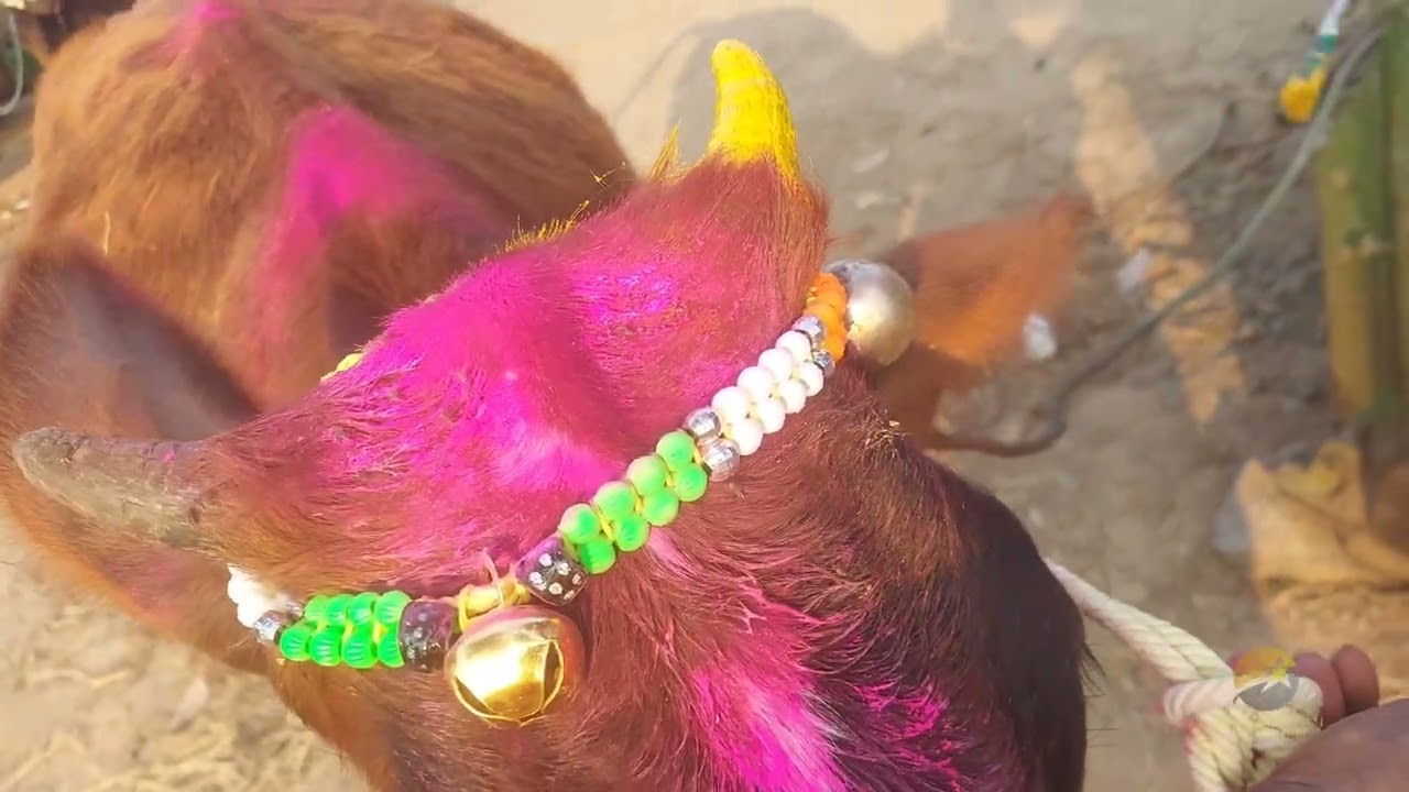 Traditional Village Mattu Pongal கிராமத்து மாட்டு பொங்கல் எப்படி இருக்குன்னு பாருங்க #villagepongal